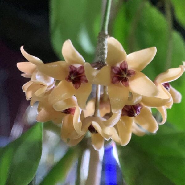 黃瓷球蘭 Hoya cutis porcelana：圖片 2