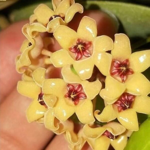 黃瓷球蘭 Hoya cutis porcelana：圖片 3