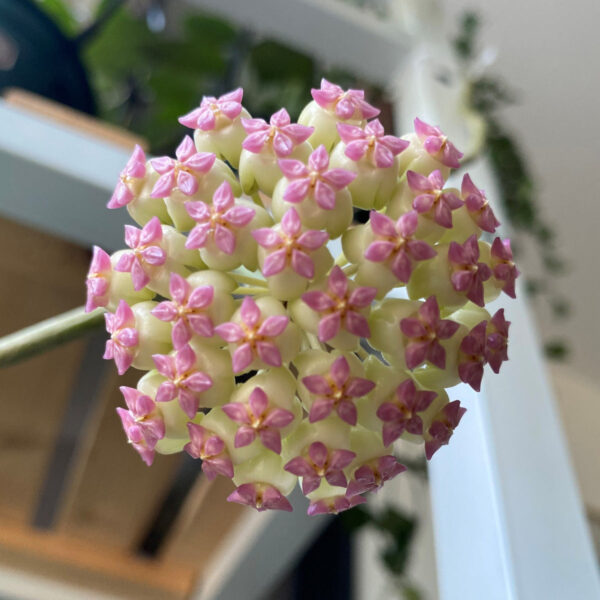 粉珍珠球蘭 Hoya cv. patcharawalai