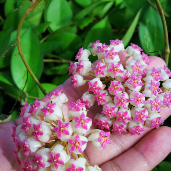 粉珍珠球蘭 Hoya cv. patcharawalai：圖片 5