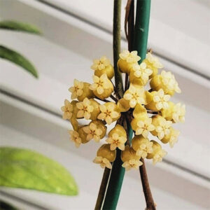 德克球蘭 Hoya deykei