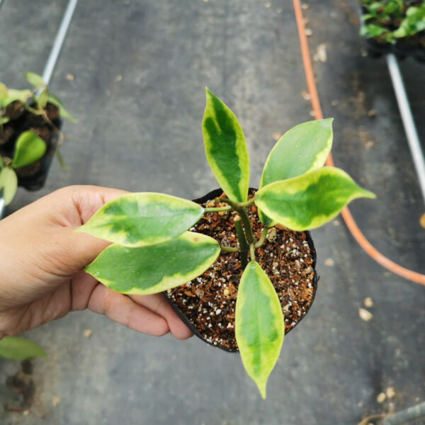 異葉球蘭 Hoya diversifolia albomarginata：圖片 4