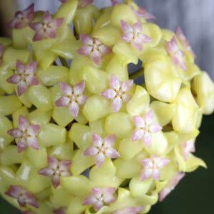 球蘭 Hoya fusco marginata 'Hoya cv.Noelle'