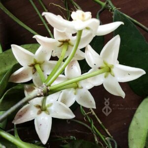 荷秋藤 Hoya griffithii