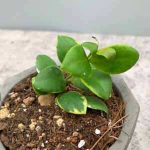 休斯科爾粉花外錦球蘭 Hoya heuschkeliana albomarginata