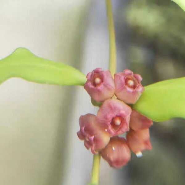休斯科爾球蘭(粉) Hoya heuschkeliana ssp. pink：圖片 2