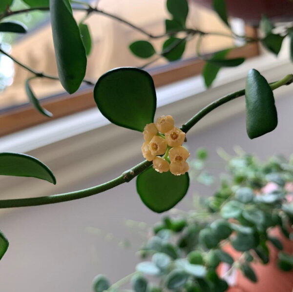休斯科爾球蘭(黃) Hoya heuschkeliana ssp. yellow：圖片 3