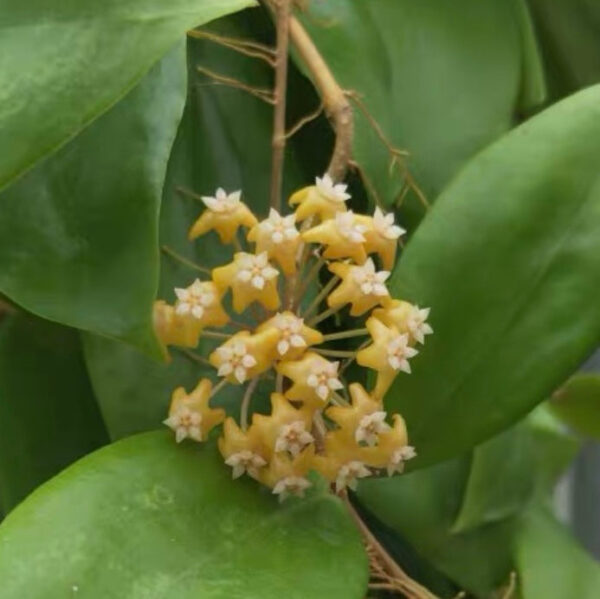 火紅黃花球蘭 Hoya ilagiorum sp. yellow