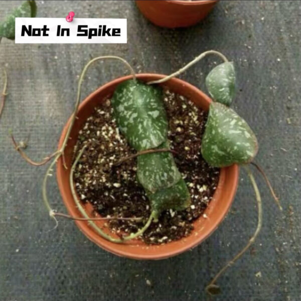 覆葉球蘭 Hoya imbricata：圖片 5