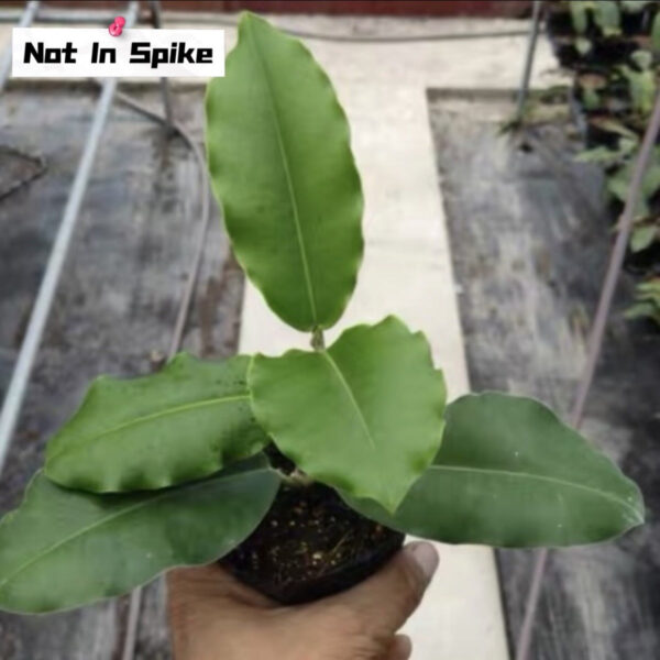 帝王球蘭 Hoya imperialis palawan：圖片 5