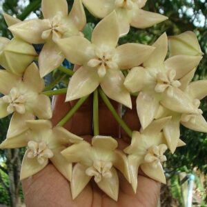 帝王球蘭 Hoya imperialis palawan