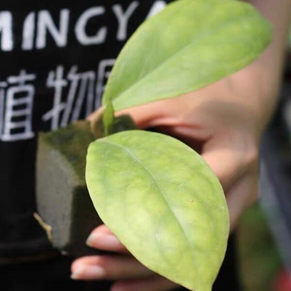 厚冠球蘭 Hoya incrassata：圖片 4