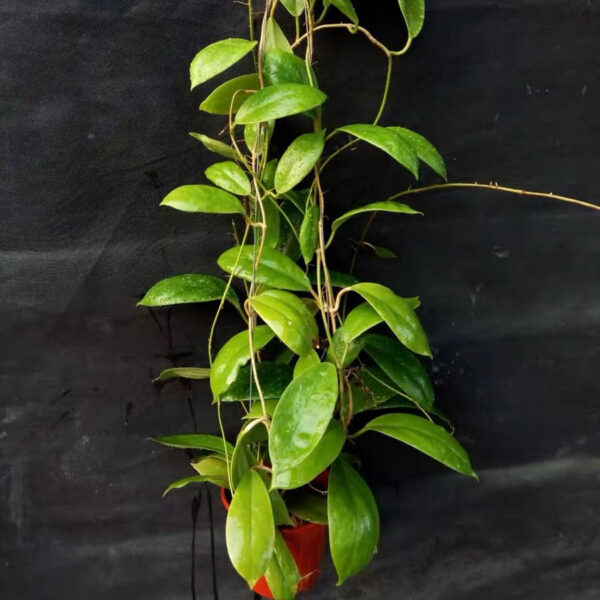 厚冠球蘭 Hoya incrassata：圖片 3