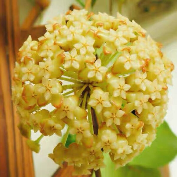 厚冠球蘭 Hoya incrassata