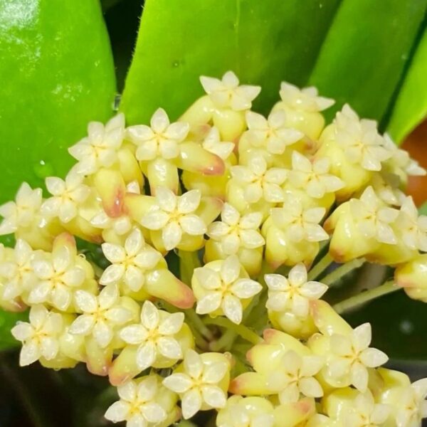 厚冠球蘭(月影) Hoya incrassata 'Moon Shadow'