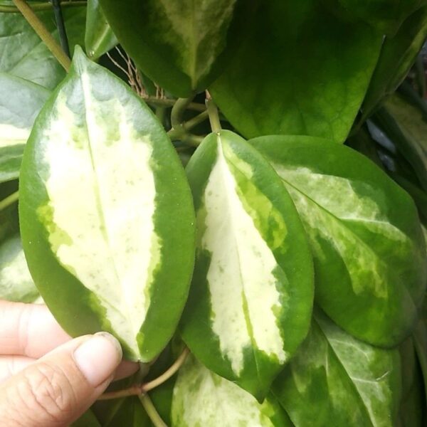 厚冠球蘭(月影) Hoya incrassata 'Moon Shadow'：圖片 3