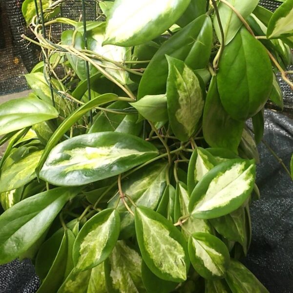 厚冠球蘭(月影) Hoya incrassata 'Moon Shadow'：圖片 4