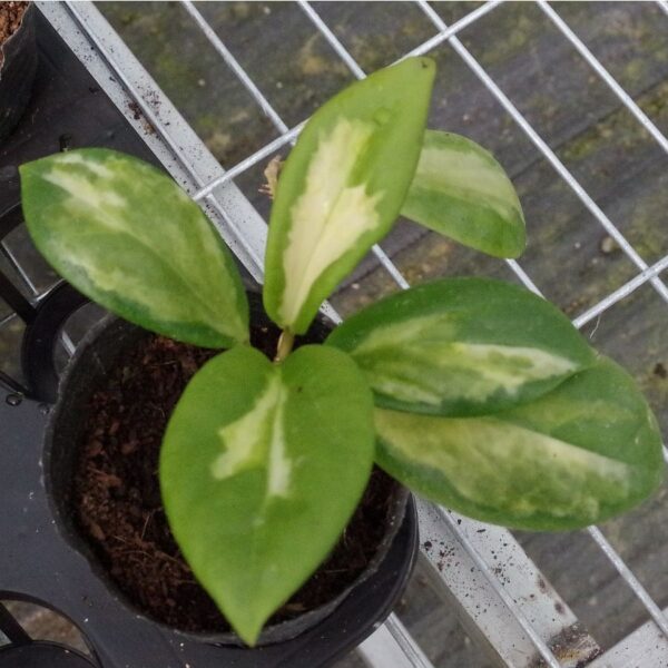 厚冠球蘭(月影) Hoya incrassata 'Moon Shadow'：圖片 5