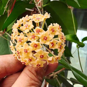 肯尼紅心球蘭 Hoya kenejiana ssp. red corona