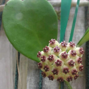 心葉球蘭 Hoya kerrii