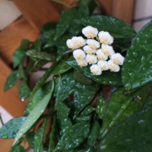 裂瓣球蘭 Hoya lacunosa