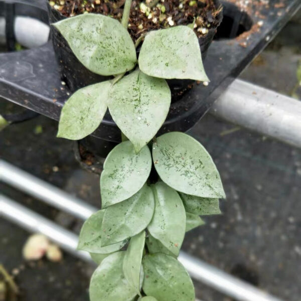 裂瓣球蘭 Hoya lacunosa silver：圖片 4