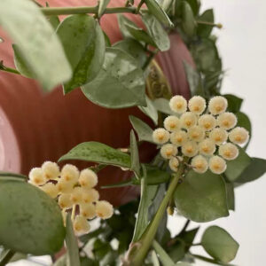 裂瓣球蘭 Hoya lacunosa silver