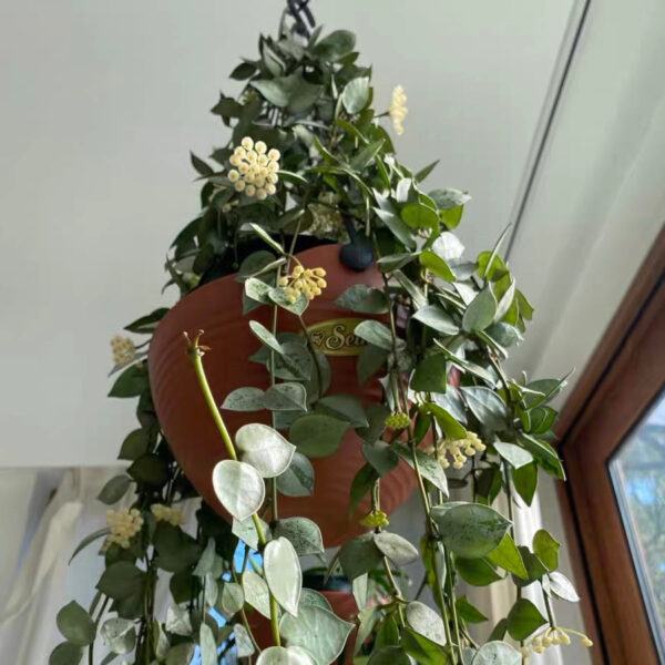 裂瓣球蘭 Hoya lacunosa silver：圖片 5