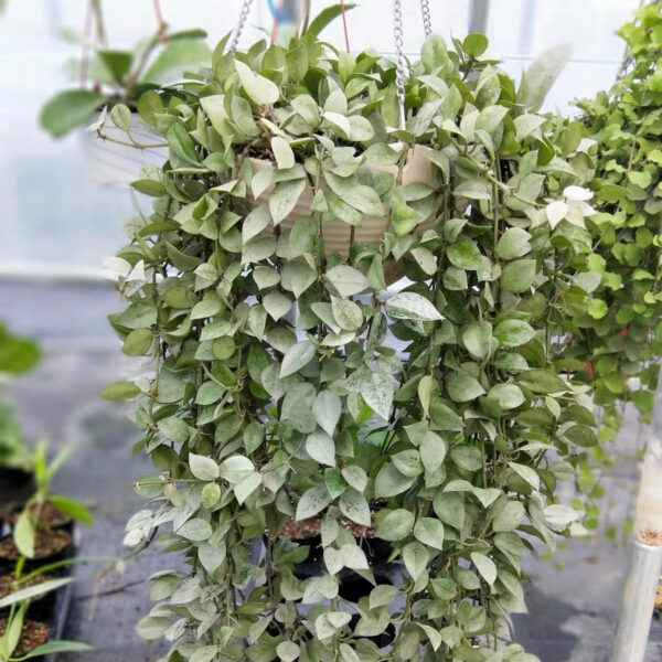 裂瓣球蘭 Hoya lacunosa silver：圖片 6