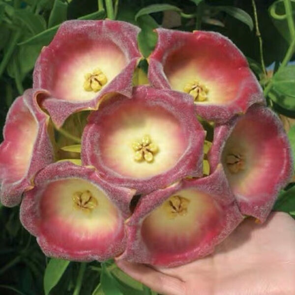 勞氏球蘭 Hoya lauterbachii