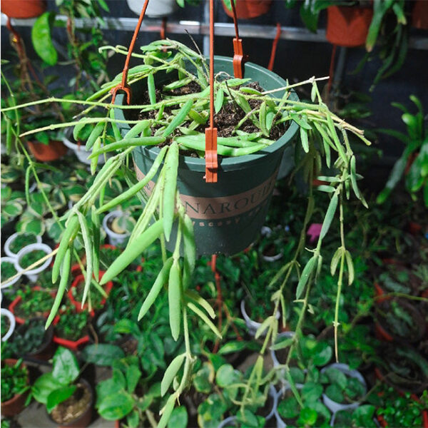 線葉球蘭 Hoya linearis：圖片 4
