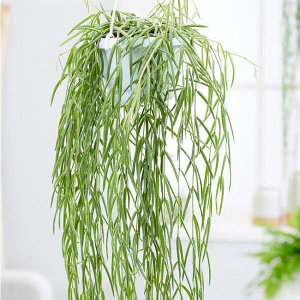線葉球蘭 Hoya linearis：圖片 3