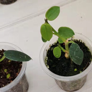 石生球蘭 Hoya lithophytica no.2