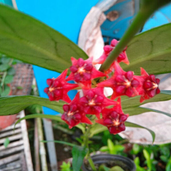 羅比球蘭 Hoya lobbii