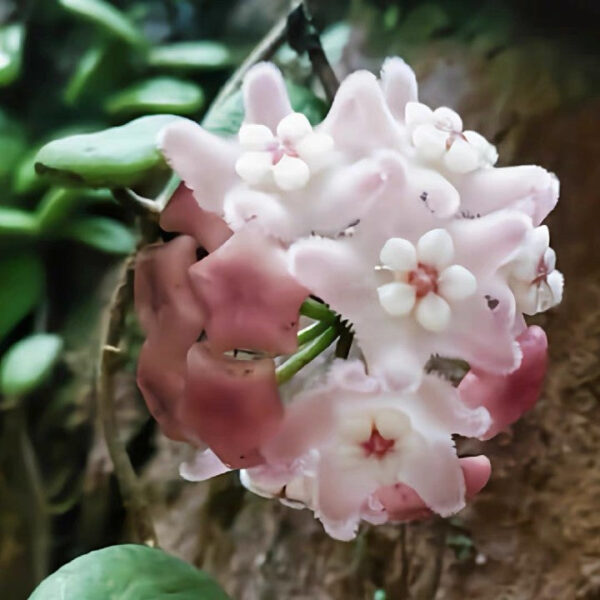香花球蘭 Hoya lyi Pink flower