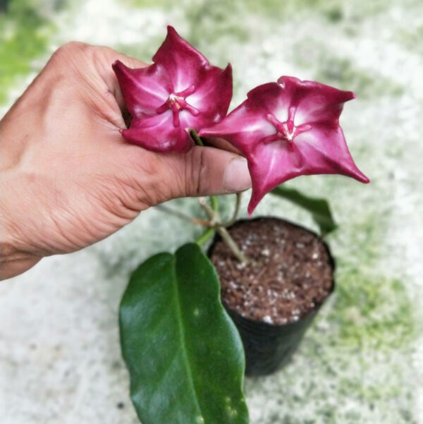 毬蘭大花麥吉利 Hoya macgillivrayi：圖片 5