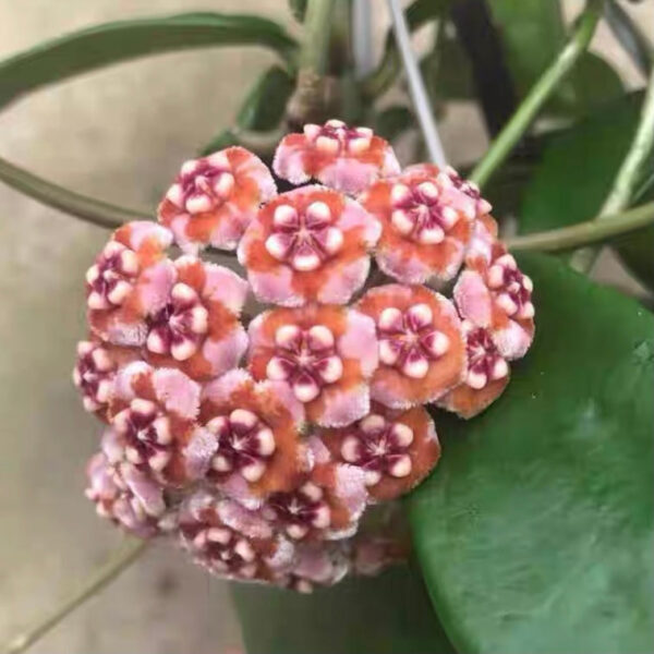 美麗球蘭 Hoya meliflua：圖片 2
