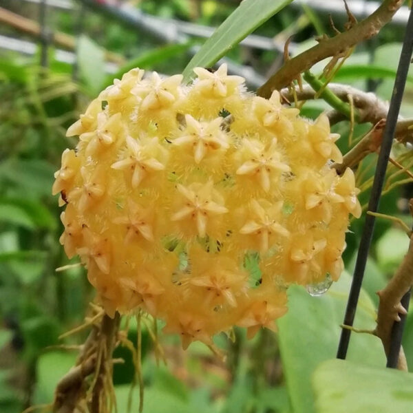 棉德島球蘭 Hoya mindorensis lite yellow