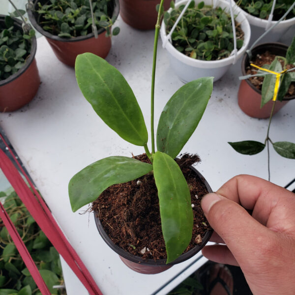 棉德島球蘭 Hoya mindorensis lite yellow：圖片 3