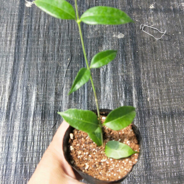 甜香球蘭 Hoya odorata：圖片 3