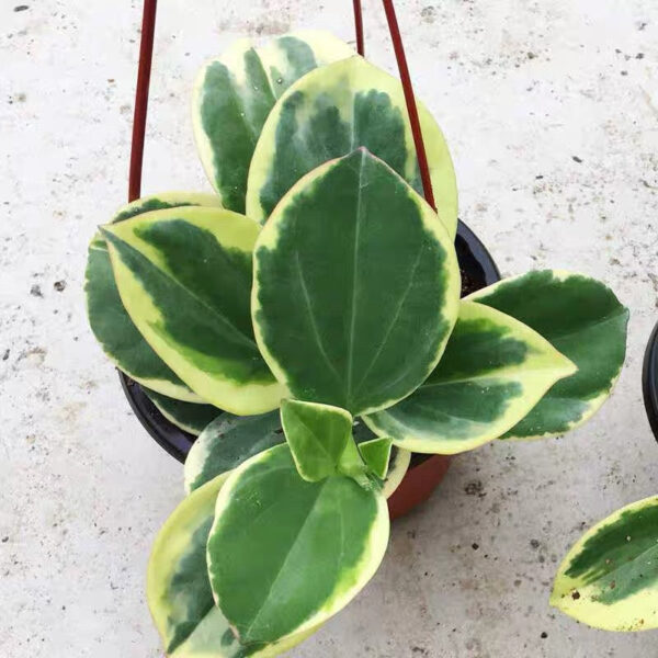珍珠球蘭 Hoya pachyclada var.：圖片 3