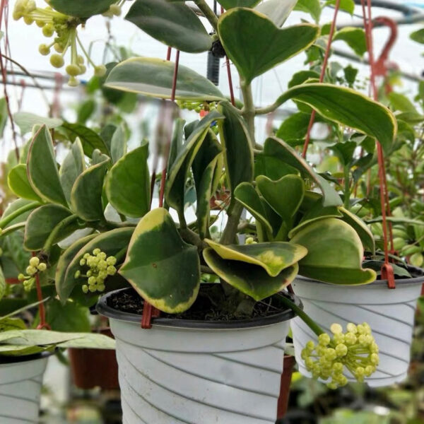 珍珠球蘭 Hoya pachyclada var.：圖片 4