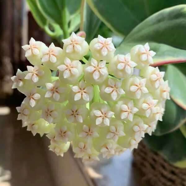珍珠球蘭 Hoya pachyclada var.