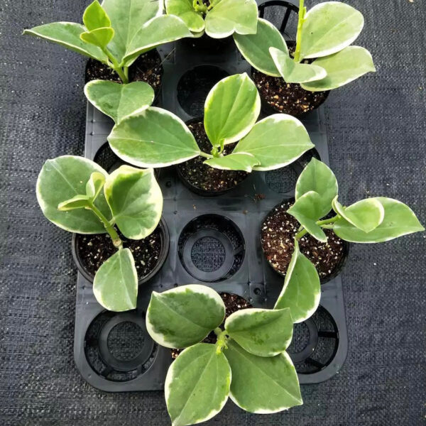珍珠球蘭 Hoya pachyclada var.：圖片 5