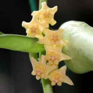 銀斑琴葉球蘭 Hoya pandurata silver