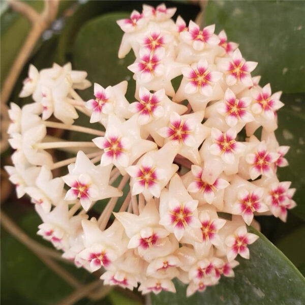 寄生球蘭 Hoya parasitica