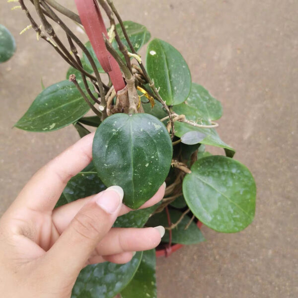 寄生球蘭 Hoya parasitica：圖片 3
