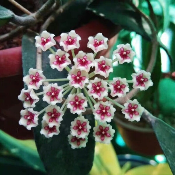 球蘭 Hoya phuwuaensis 'phu wua'