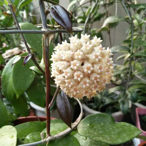 鐵草鞋 Hoya pottsii：圖片 3