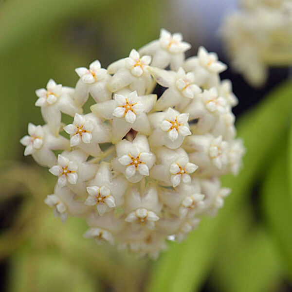 鐵草鞋 Hoya pottsii：圖片 2